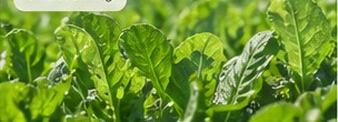 Precision farming: Using data to grow more with less