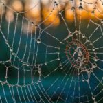 durable strategy web formation