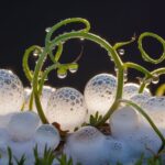 bubbling bonus bearing growth