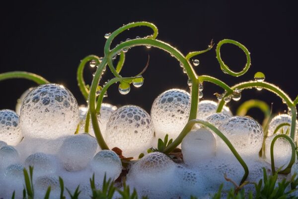 bubbling bonus bearing growth